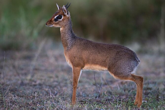 6 Days Camping Safari in Northern Tanzania - Maximum Group Size and Price