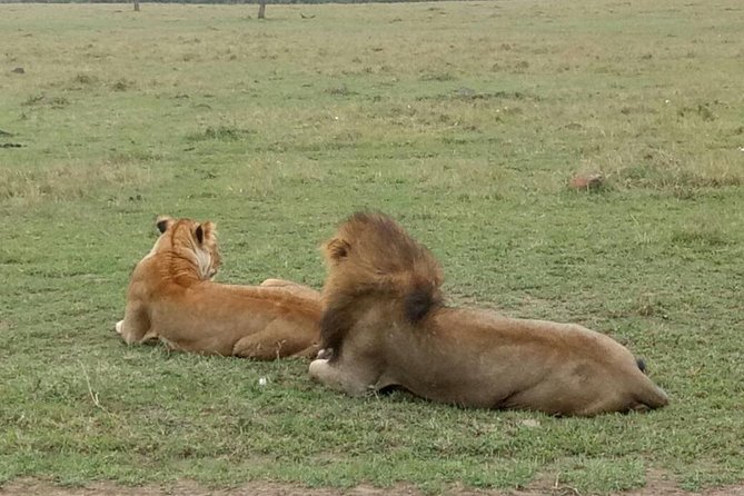 6 Days in Masai Mara- Lake Nakuru- Amboseli National Park