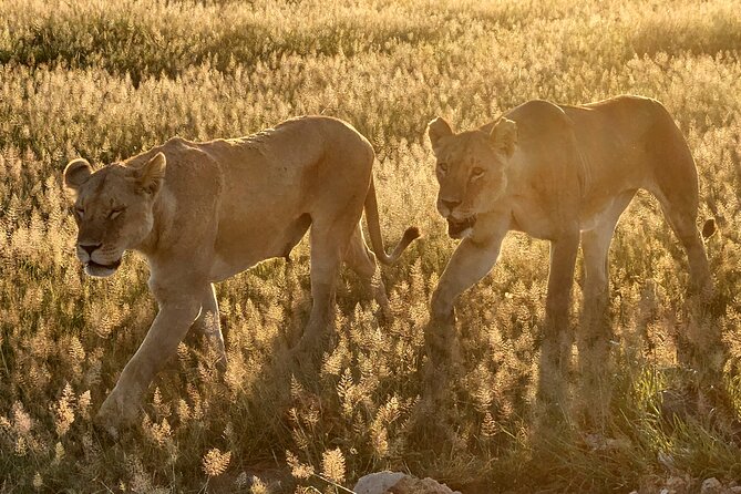 6 Days Kenya Masai Mara-Lake Nakuru & Amboseli Budget Safari - Accommodation Details