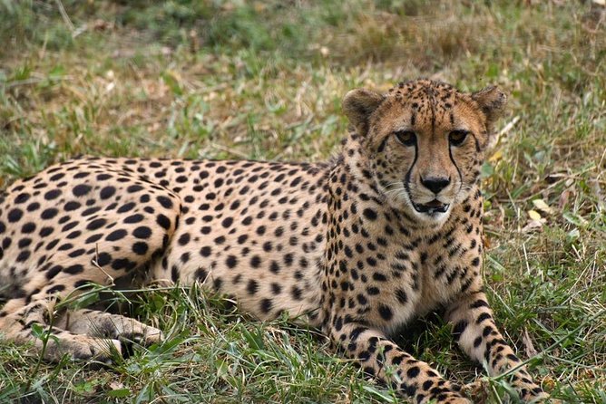6 Days Luxury Tented Camping Safari Adventure - Dining Experience