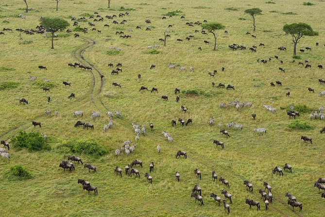 6 Days Maasai Mara-Amboseli Budget Safari (Daily Departure+24h Customer Service)