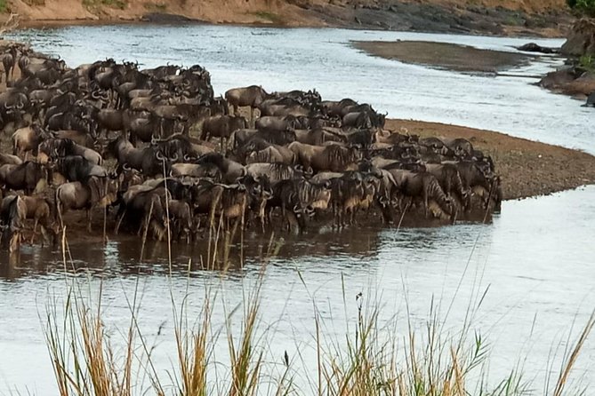 6 Days Migration Safari Serengeti and Ngorongoro Crater