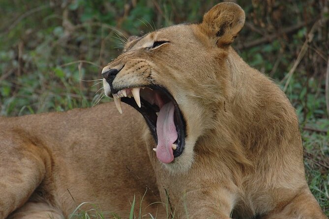 6 Days Queen Elizabeth , Bwindi and Lake Mburo Park Safari - Day 2: Queen Elizabeth National Park