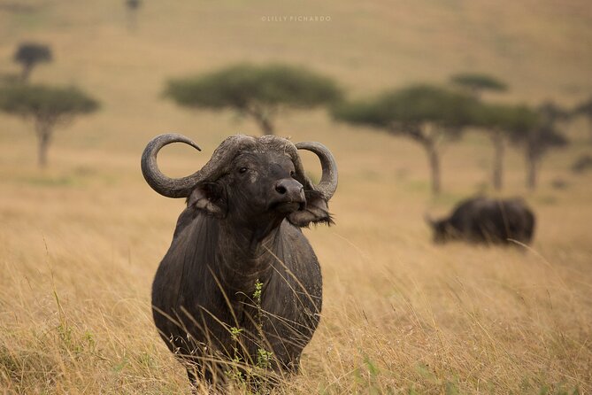 6 Days Safari to Maasai Mara N/R, Lake Nakuru N/P, Hells Gate N/P Lake Naivasha. - Meals and Dining Options