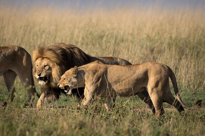 6 Days Serengeti Big Five Mid-Range Lodge Safari in Tanzania - Lodge Accommodations