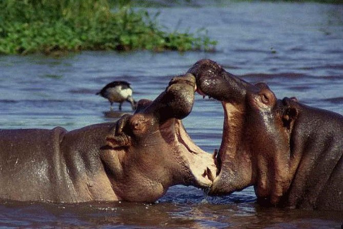 6 Days Tanzania Budget Camping Safari