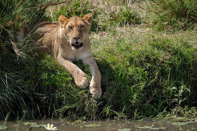 6 Days The Best of Tanzania Safari