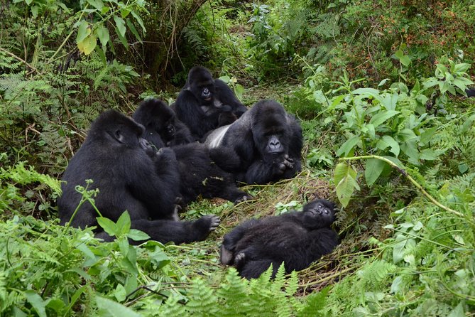 6 Exciting Days in Rwanda