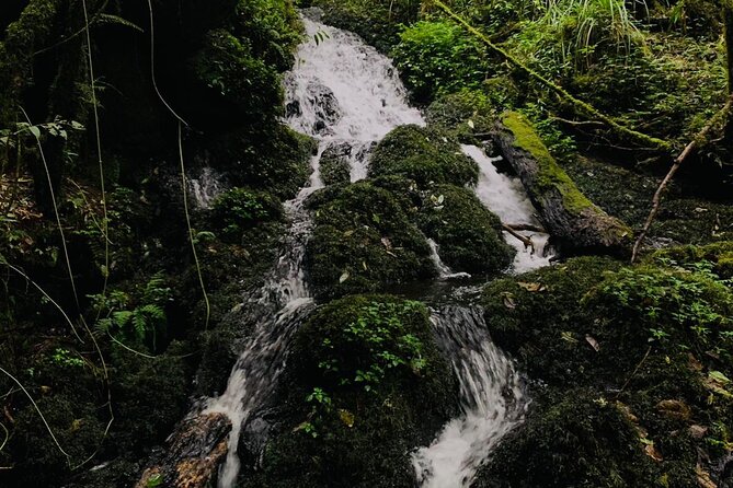 6 Hours Kilimanjaro Day Hike to Mandara Hut and Maundi Crater - Group Size and Accessibility