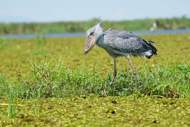 6 Hours Shoebill Stock and Mabamba Birding Private Experience - Location Details