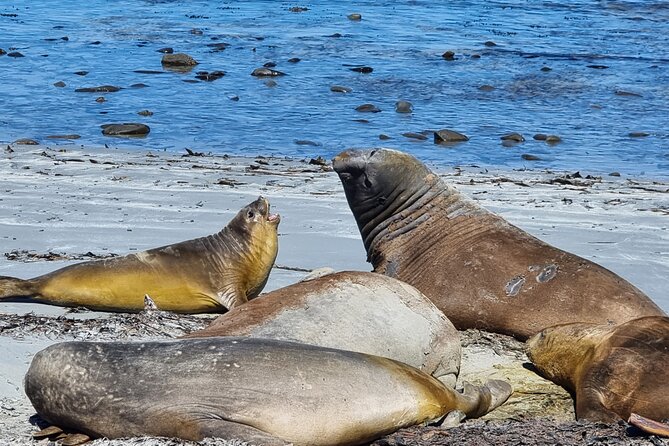 6 Hours Wild Tour With Penguins, Elephant Seals in East Falklands