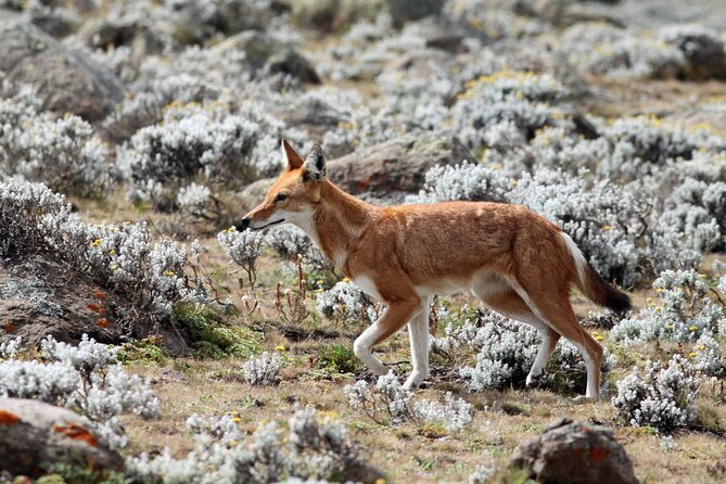7-Day Bale Mountains National Park Tour