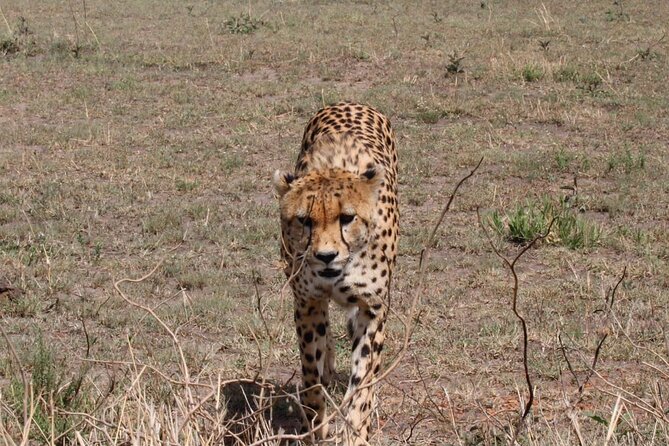 7 Day Discover Tanzanias Wildlife Wonders Safaris Adventure - Safari Itinerary Highlights