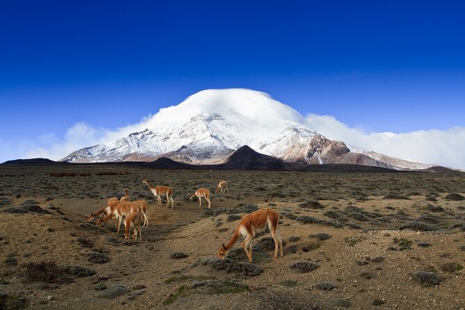 7 Day Private Tour of the Best Places in the Andes and the Amazon - Accommodations and Meals Included