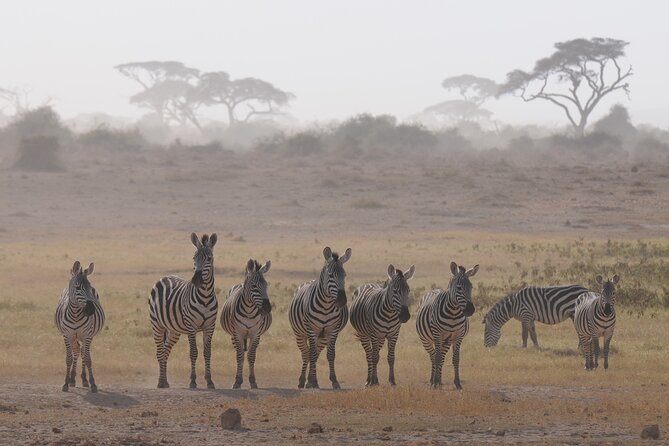 7 Day Tour of Amboseli Lake Nakuru and Masai Mara - Day 1: Amboseli National Park