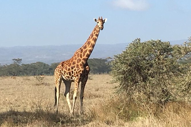 7 Days Adventurous Maasai Mara – Naivasha – Nakuru – Amboseli - Day 2: Maasai Mara National Reserve
