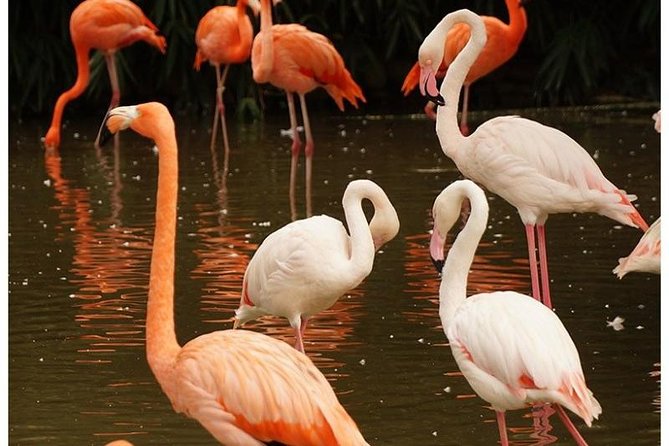 7 Days Amazing Big Five Safari Tour in Mara - Wildlife Viewing Schedule
