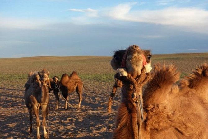 7 Days Central Mongolia and Great Gobi
