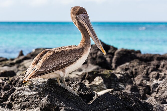 7-Days Galapagos Island Hopping Tour in Ecuador - Itinerary Highlights