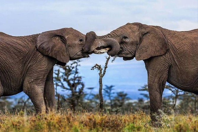 7 Days Kenya Tented Camp Safari Holiday Package