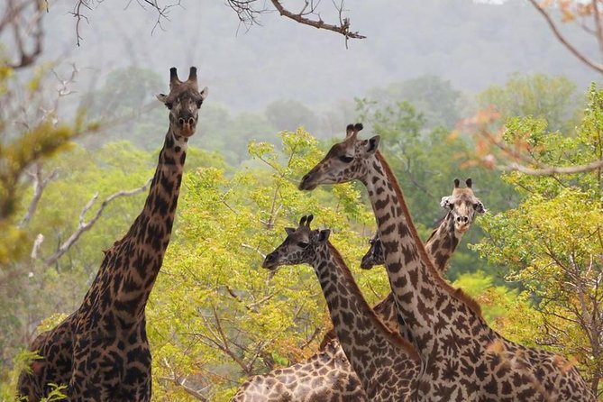7 Days Lewa Conservancy & Maasai Mara Luxury Safari - Safari Overview