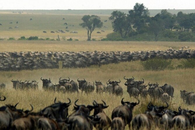 7 Days Private Tour to Zanzibar and Serengeti Migrations - Inclusions and Exclusions