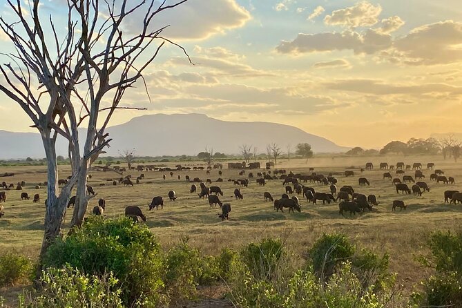 7 Days Safari Tour Starting From Mombasa - Day 2: Exploring Tsavo East National Park