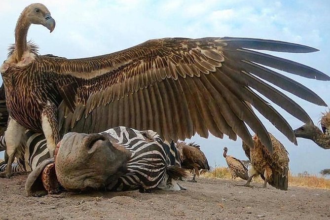 7 Days Tanzania Safaris 4 Wd Pop-up Roof For Game Viewing - Vehicle and Transportation Details
