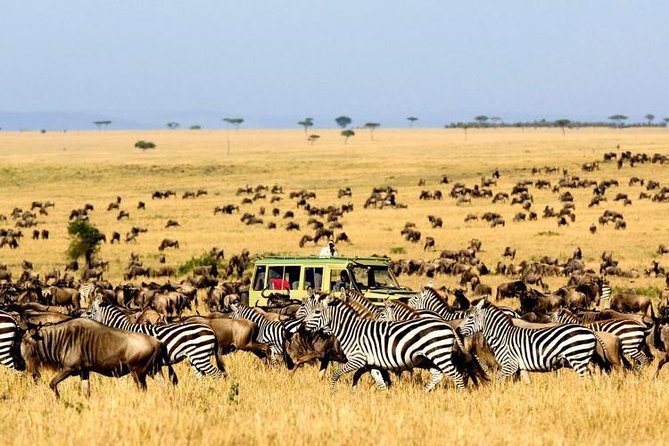7 Days Tanzania Wildlife Migrations Adventures Safari Holiday-2021 - Safari Activities Schedule