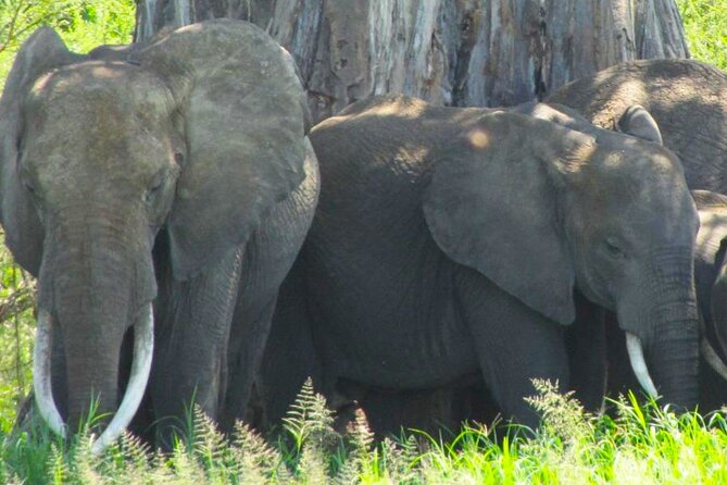 7 Days Uganda Primates and Wildlife Private Safari - Accommodation and Meals Included