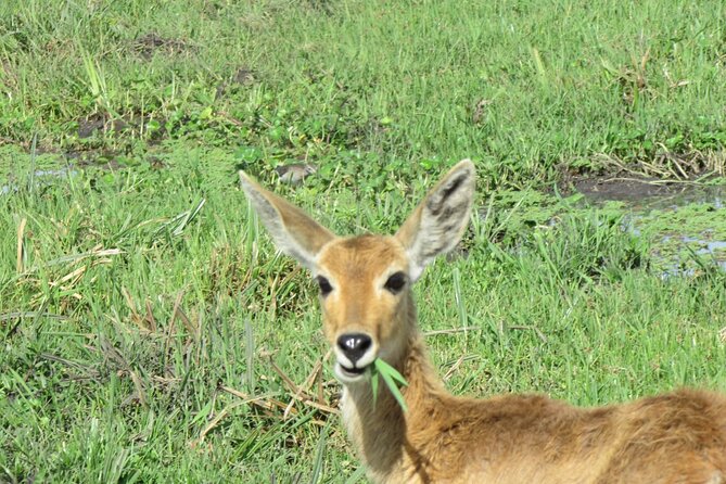 7 Days Vegans Private Safari Tour - Itinerary Details