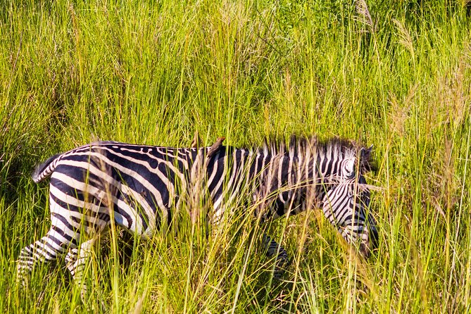 7 Hour Game Drive Trip and Boat Cruise in Chobe National Park