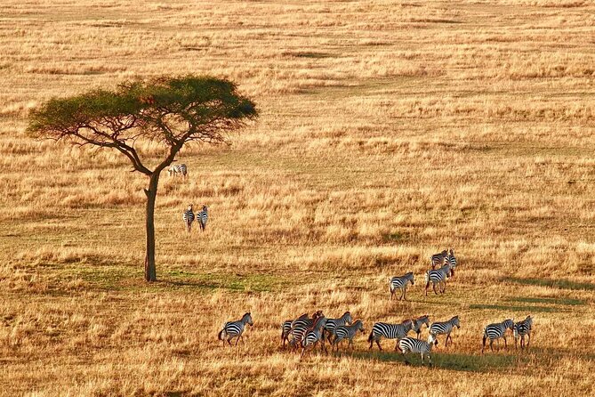 8-Day 7Nights Serengeti Experience Safari Adventure