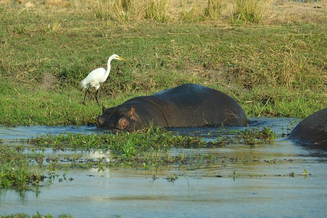 8 Day Private Botswana Camping Safari With Airport Pickup - Itinerary Details