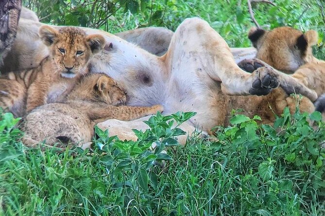 8 Day Private Kenya Safari in 4x4 Land Cruiser - Meeting and Pickup Details