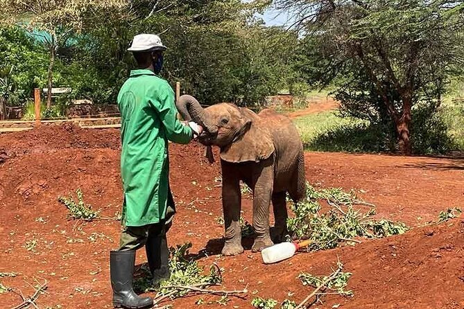 8-Day Private Safari in Kenya and Tanzania Tour - Safari Experiences