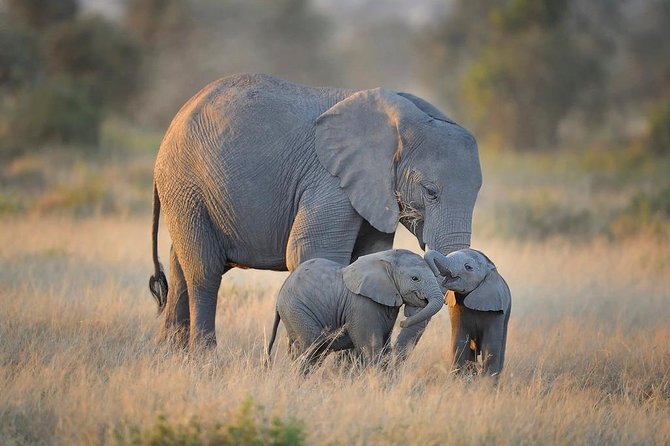 8 Days Best of Kenya Big 5 Safari on 4x4 Land Cruiser Jeep - Booking and Pricing Details