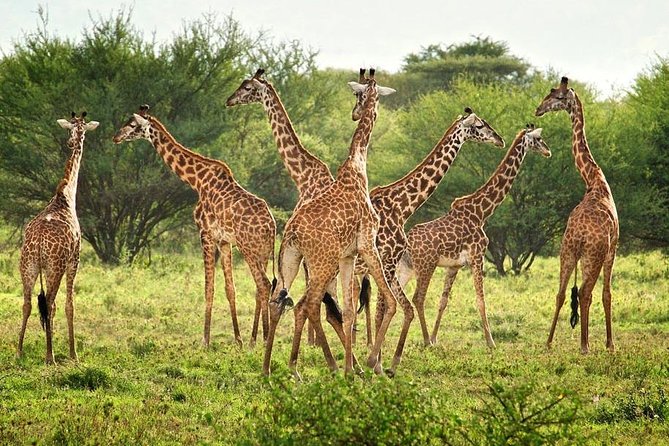 8 Days Bird Watching Safari - Accommodation and Meals