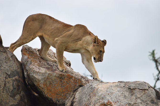 8 Days Classic Safari Into the Wilderness