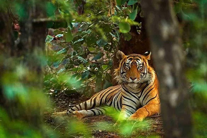 8 Days Delhi Agra Ranthambore Udaipur Jaipur Delhi Private Tour - Tour Highlights