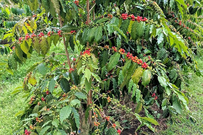 8 Days Ethiopian Coffee Tour - Tour Overview