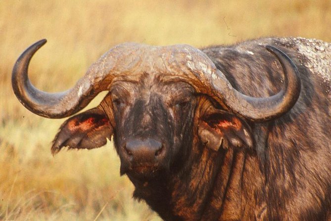 8 Days Flamingoes & Wildlife Safari - Accommodation Details