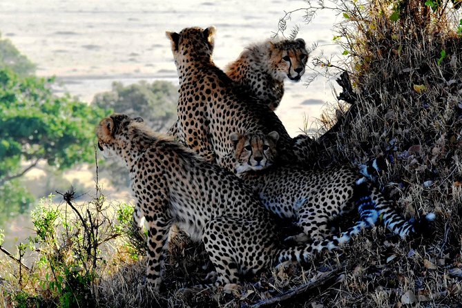 8 Days Masai Mara, Nakuru, Naivasha, Amboseli Budget Safari - Day 2: Masai Mara Game Drives