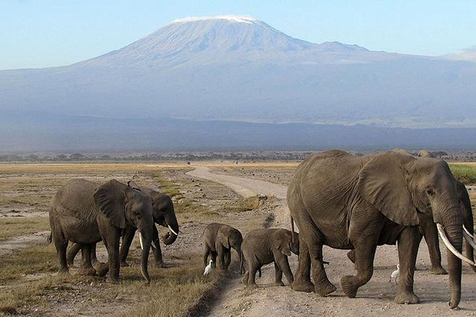 8 Days Masai Mara Wildebeest Migration Safari Adventures 2021