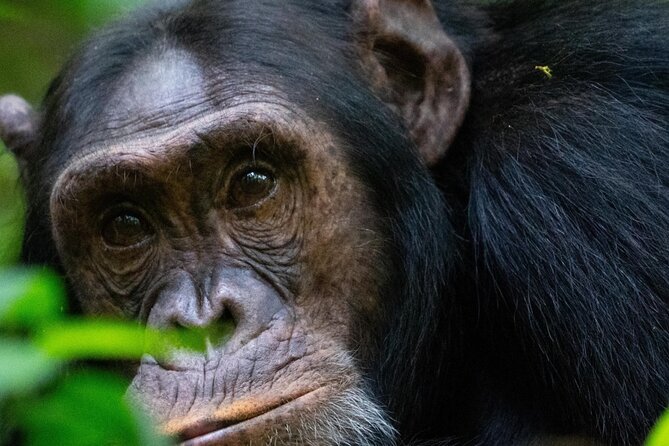 8 Days Safari Private Tour in Uganda, the Pearl of Africa