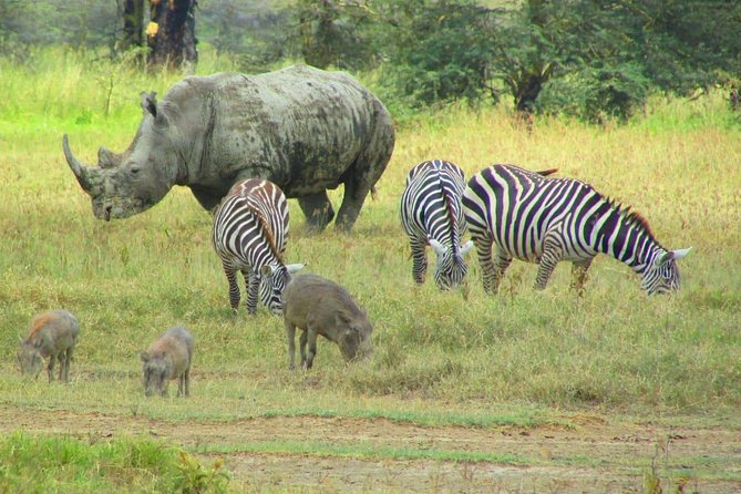 8 Days Safari to Lake Nakuru NP Maasai Mara NR Serengeti NP Ngorongoro- Midrange