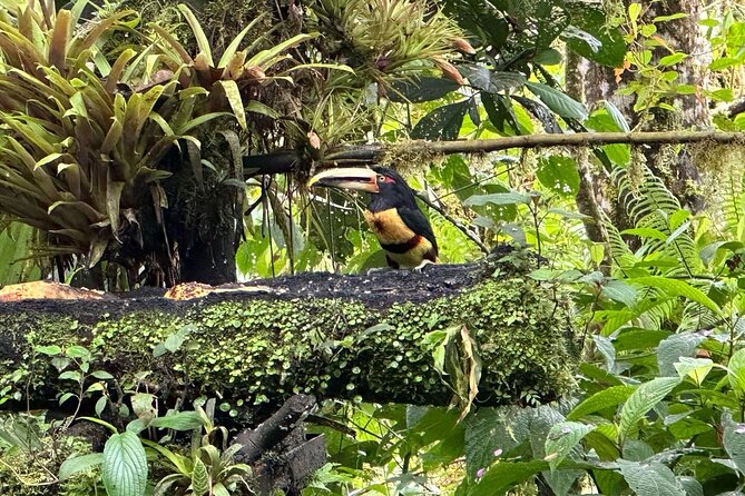 8 Hours Mindo Cloud Forest Tour From Quito Includes Lunch - Inclusions and Exclusions