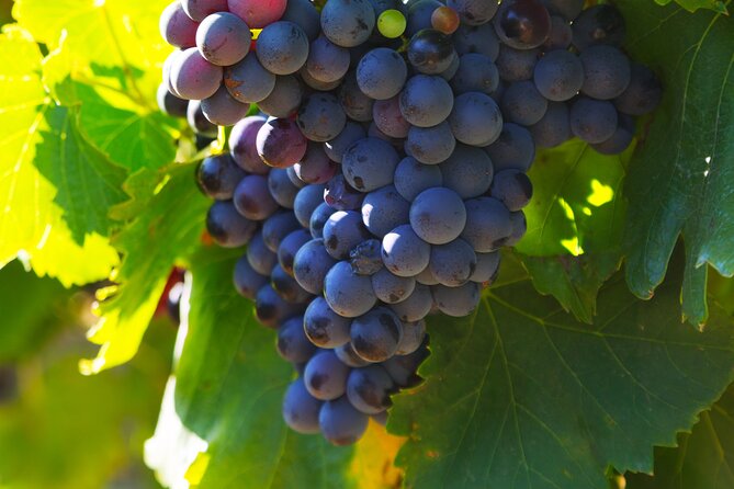 8 Hours Private Wine Tour in Châteauneuf Du Pape - Meeting and Pickup Details