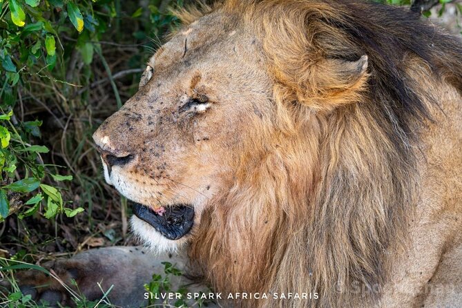 9 Day Mgahinga Gorilla Trek Mara Lake Nakuru & Naivasha Park - Pickup Logistics