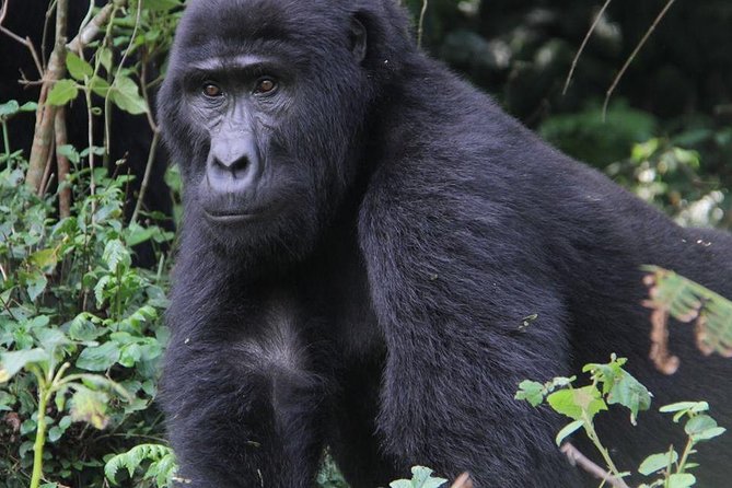 9-Day Uganda Primates - Lions & so Much More (Midrange) - Accommodations Included